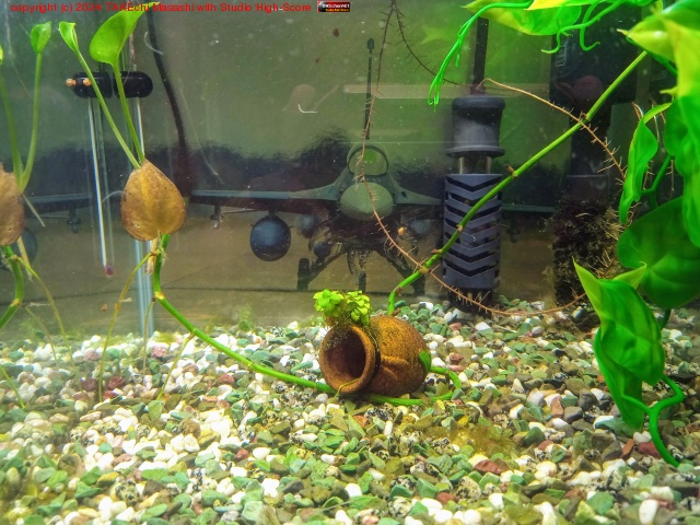 �٥������˴����ο��塣�Ρ����ƥʥ��ǹӤ����ꡣ���ζ����������ޤ�����!!